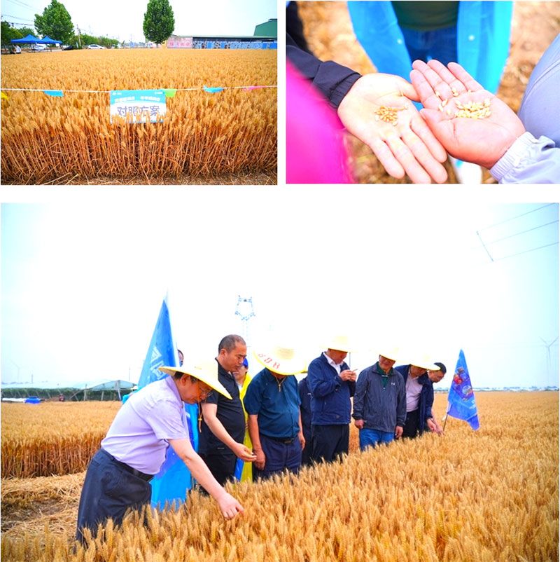 生物技術(shù)助力糧食單產(chǎn)顯著提升-“十四五”國家重點(diǎn)研發(fā)計(jì)劃成果應(yīng)用觀摩會(huì)圓滿落幕